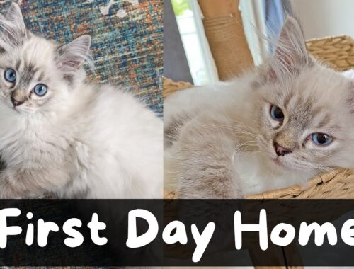 Bringing Home a New Ragdoll Kitten | The Cat Butler