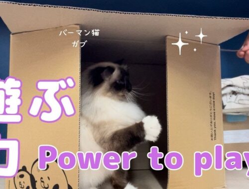 バーマン猫ガブ【遊ぶ力】Power to play（バーマン猫）Birman/Cat