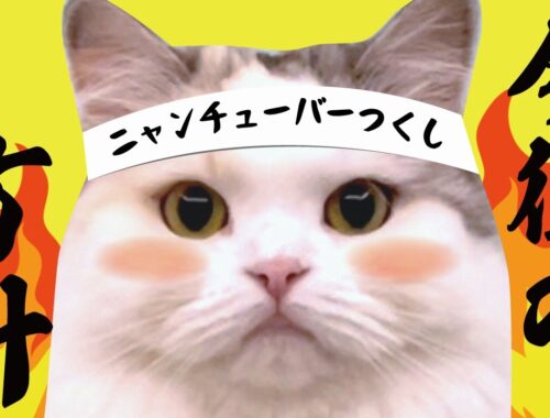 これからのニャンチューバーつくしチャンネルについて【関西弁でしゃべる猫】