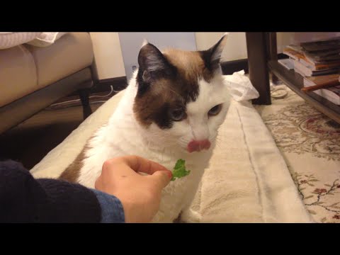 日本猫「ハナ」野菜パクパク♪何でも食べて長生き16歳↑ Cute Cat: Hannah eating Vegetables