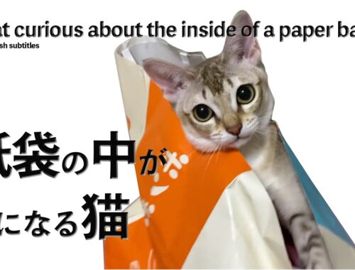 【シンガプーラ】紙袋の中が気になる猫がコチラです#cat #animals #pets #kitten #子猫 #セラ社長