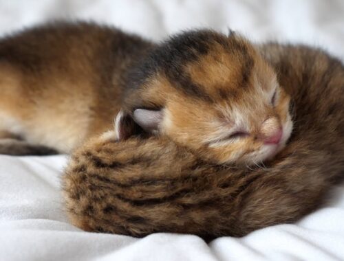 Mother cat Kiki nips kitten and plays hide-and-seek under blanket