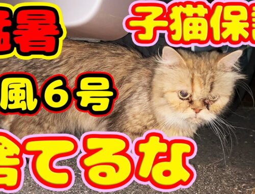 【子猫 保護】台風６号接近  連日猛暑に長毛モフモフペルシャ子猫を保護して病院へ連れていきました