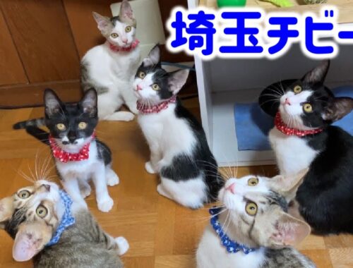 【埼玉チビーズ】納屋からレスキューした子猫達のご縁は？