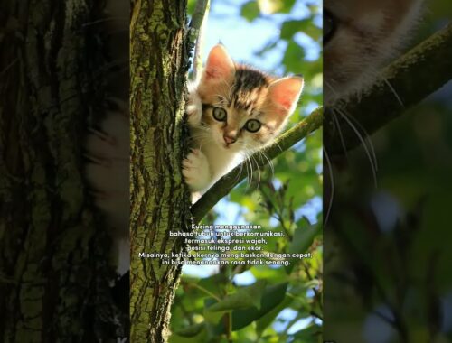 Inilah 3 hal unik tentang kucing #shorts #kucinglucu #kucingimut #kucing