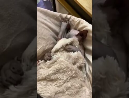 This sleepy sphynx cat is ADORABLE! #shorts