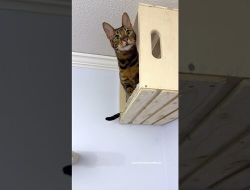I Built A Cat Wall Playground