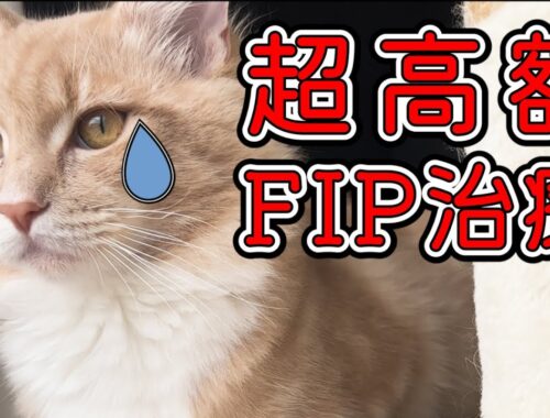 【メインクーン】超高額な猫FIP治療方法／費用について【猫伝染性腹膜炎】