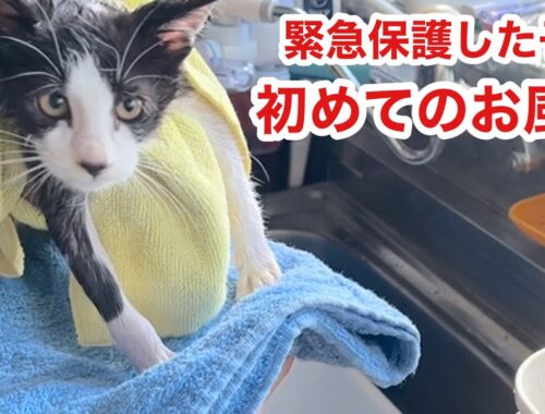 【緊急保護した子猫】初めてのお風呂！で、なんかすごいゴロゴロ音