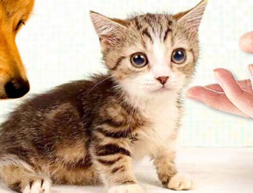 【マンチカンの子猫が柴犬の家にやってきた！】#みーみんずBaby cats & Shiba inu Dog Cute and Kitty