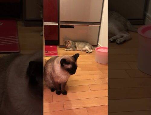 冷蔵庫の前でまったりしているシンガプーラとたぬき猫なのにゃ♪