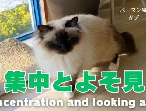 バーマン猫ガブ【集中とよそ見】Concentration and looking away（バーマン猫）Birman/Cat