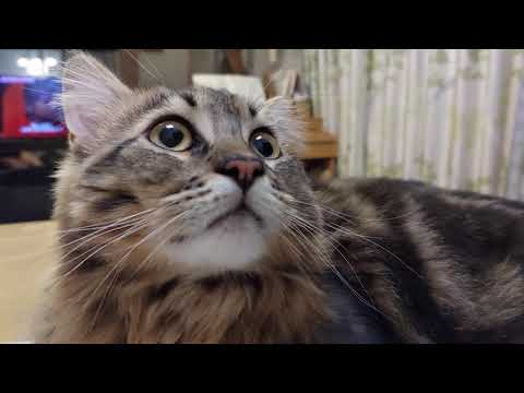 【臨場感】サイベリアン子猫のまんまるお目目とあご