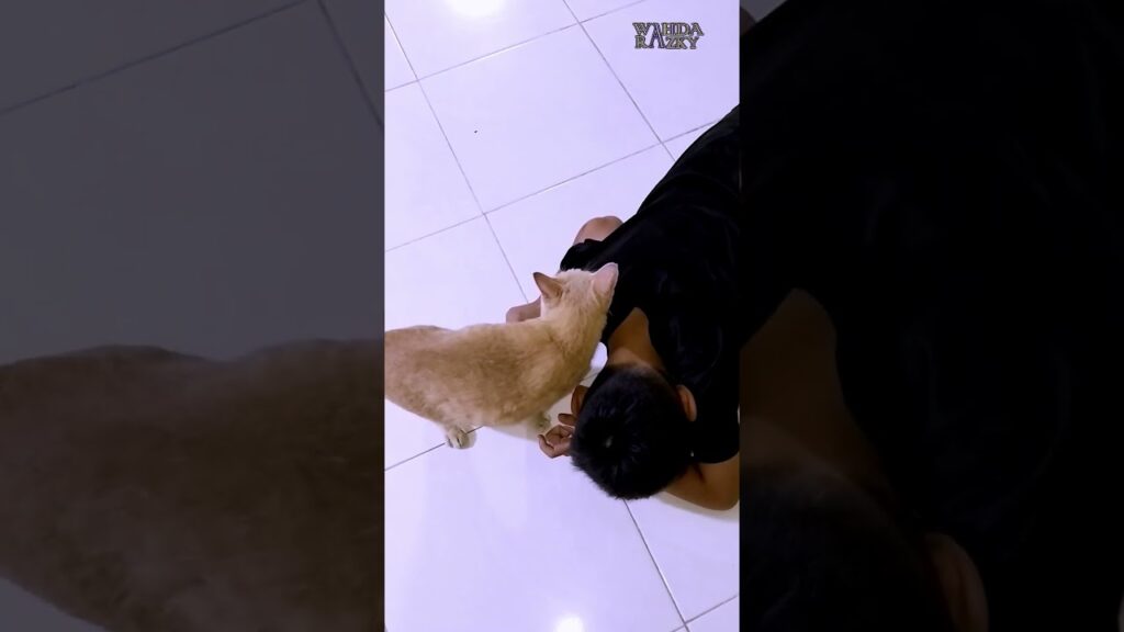 The Manx Cat rubs and give signals to invite play with him | Bobtail Cat The Manx Cat rubs and give signals to invite play with him | Bobtail Cat