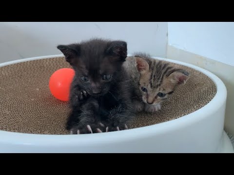 Two happy kittens playing together will melt your heart