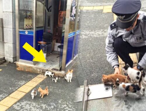 Stray Cat Brings Her Kittens To Police Station Where She Was Fed