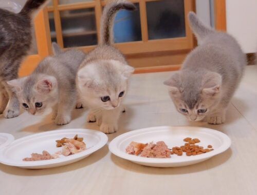 A cute kitten who suddenly became hungry after seeing a senior cat's meal scene.