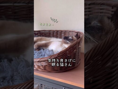 気持ち良さげ〜に眠る猫さん。 #保護猫 #シャムミックス #short