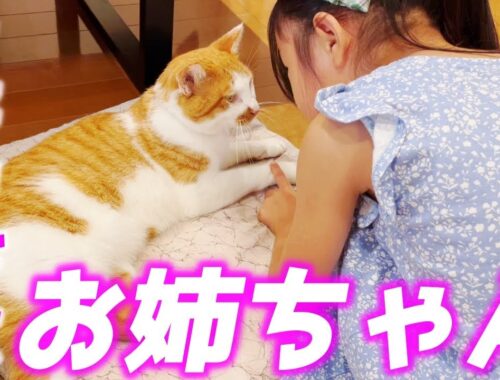 【夏休み】優しすぎる庭子猫君が娘の遊び相手になってくれるんです…♡[三毛母猫の子猫]