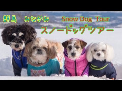 【群馬みなかみ　大峰山　スノーシュードッグツアー❄️/Snow Dog Tour 】シーズーのくぅちゃんネル❤️
