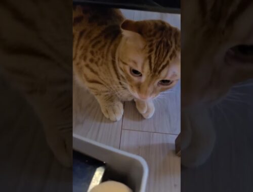 机の下に隠れるかわいい猫をとってたら噛みつきパンチされました【コモドンの観察日記】 #猫 #キンカロー #cat