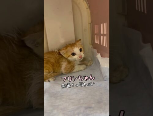 【アイドル猫 威嚇】保護した新入り子猫はアイドル的存在✨やっぱり最初はキレキレです‥💧プリンちゃん / rescued a kitten