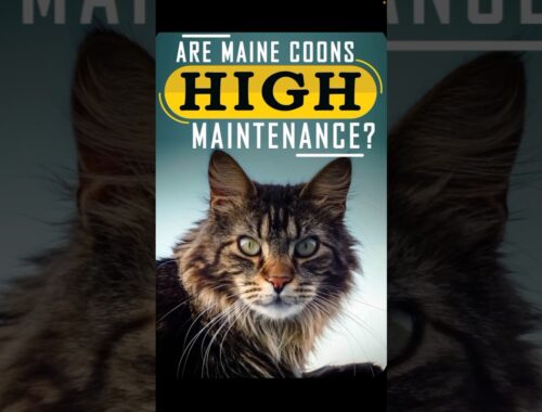 How to take care of maine coon cat #mainecoon #cat  #shortsfeed