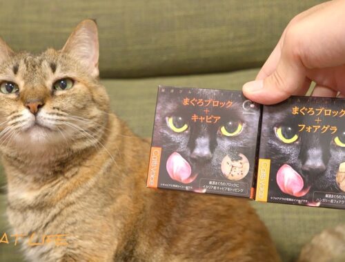 【キャビア&フォアグラ】日本一高い猫缶をあげたら