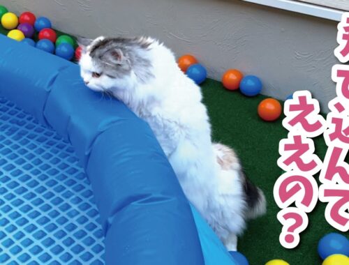猛暑でプールに飛び込みたくてたまらない猫がこちら【関西弁でしゃべる猫】