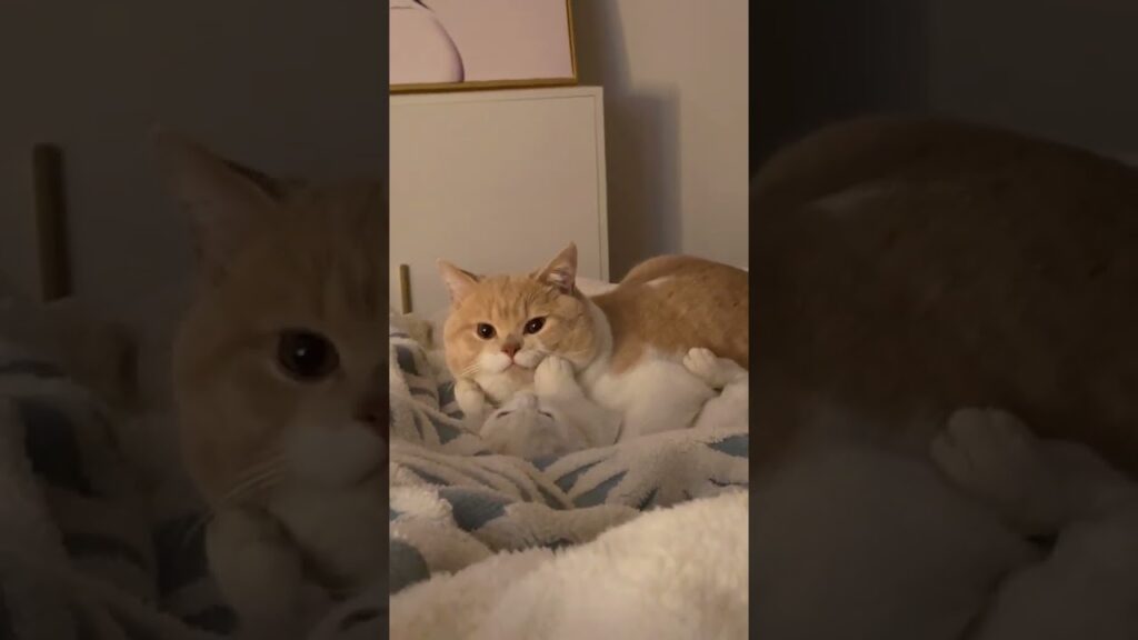 brown cat on the bed, cute cat, meow, adorable brown cat on the bed, cute cat, meow, adorable