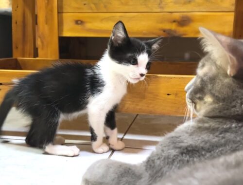 How can a rescued kitten who suddenly started talking get along with a big cat? : from 0-53 days