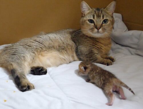 Don't worry about the smaller kitten of the two. He usually monopolizes mom cat