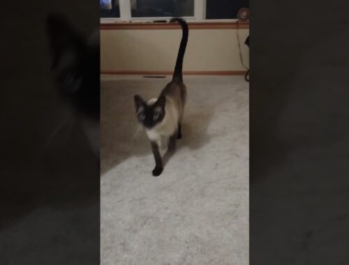 Cute Cat meows and trots over for his close up  #cat #catvideos #catshorts #cats