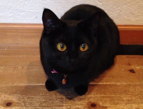 部屋に入りたい子猫☆ Black bombay cat（黒のボンベイ猫）