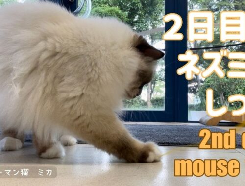 バーマン猫ミカとラフ【２日目のネズミのしっぽ】2nd day mouse tail（バーマン猫）Birman/Cat