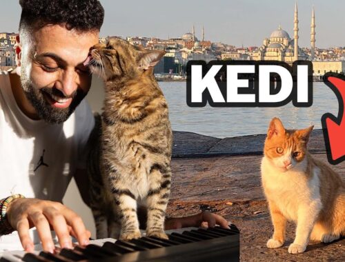 The Truth About Cats in Istanbul (+ Interview with Sarper Duman)