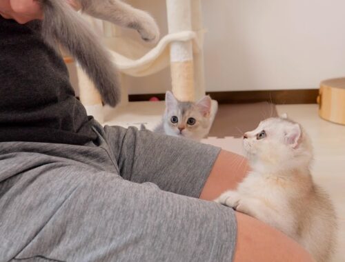 The kitten who gets jealous when her siblings are hugged is too cute. . .