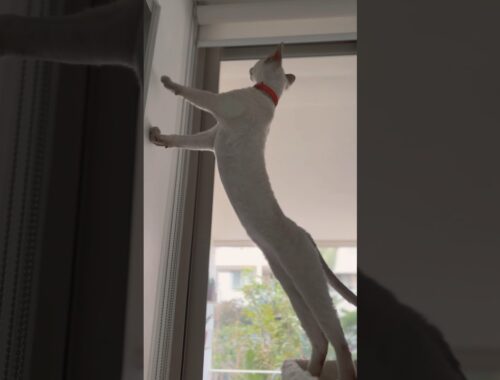 Devon Rex Cat - stretching like a spring😯こんなになが〜く伸びる🐈びよーん！