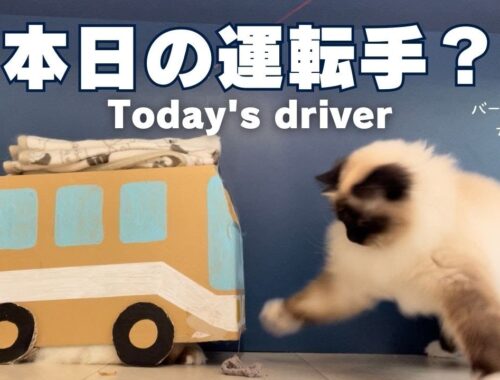 バーマン猫ガブと◯◯【本日の運転手？】Today's driver（バーマン猫）Birman/Cat