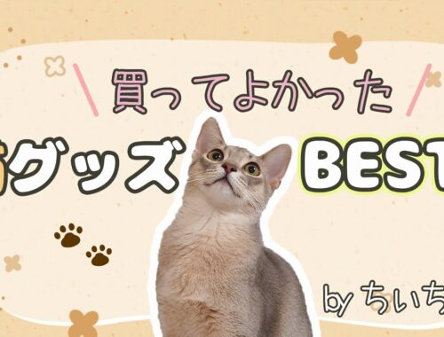 買ってよかった！猫のおすすめ便利グッズBest5【猫動画】