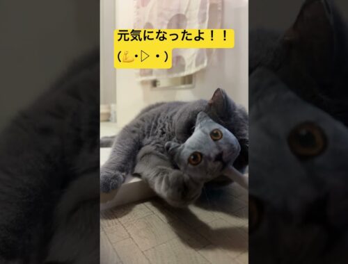 元気になったよ！！！    #cat #ねこ #シャルトリュー #猫 #chartreux #kawaii #japan #pets