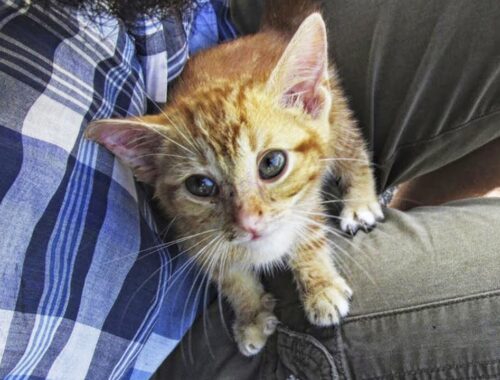 Sick Stray Kitten Climbs Into a Man's Lap And Adopts Him