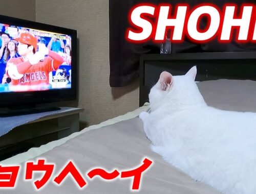 海外で活躍する大谷君を遠く離れた日本の地から応援する次男猫…笑[白猫のトコちゃん]