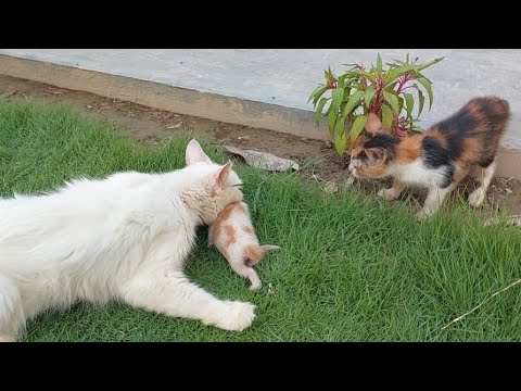 Mother Cat Trying To Carry Her Kitten Inside While Calico Kitty Helping Her