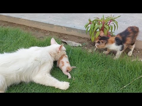 Mother Cat Trying To Carry Her Kitten Inside While Calico Kitty Helping Her Mother Cat Trying To Carry Her Kitten Inside While Calico Kitty Helping Her