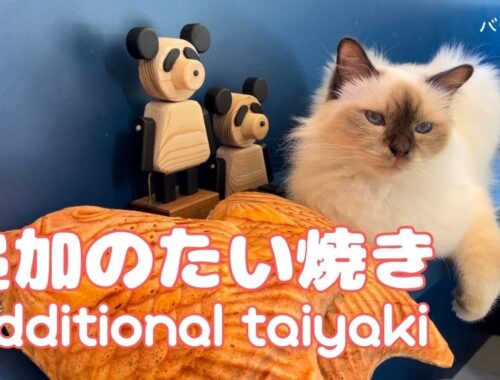 バーマン猫ラフ【追加のたい焼き】Additional taiyaki（バーマン猫）Birman/Cat