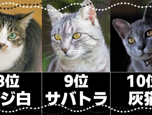 人気の猫柄トップ10｜日本に多い猫の柄は？毛色の特徴や性格