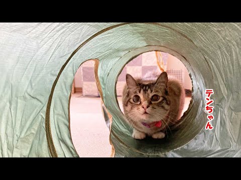 猫用トンネルにビビリのテンちゃんドキドキ（シャムミックスのテンちゃん）