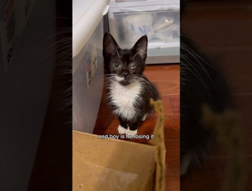 Rescued kitten gets a second chance and brings the chaos with him | fortheloveofkittenrescue
