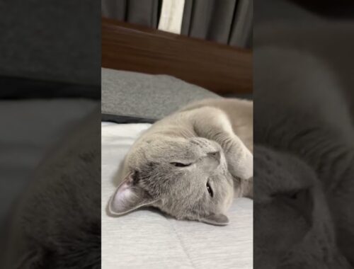 [シャルトリュー]疲れきったロイさんw #cat #シャルトリュー #猫